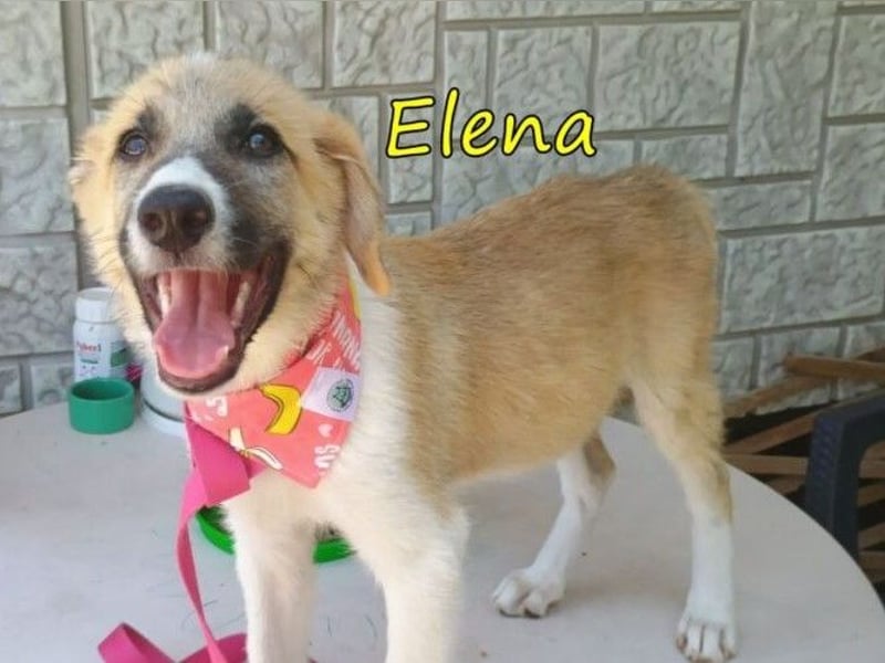 Elena geb. 04/2026 (GRC) - wunderbares Hundemädchen sucht wunderbares Zuhause!
