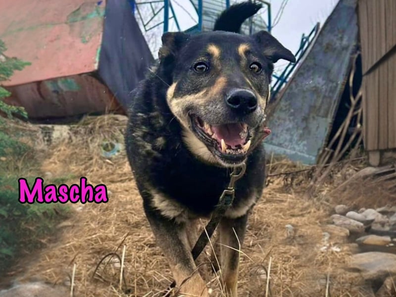 Mascha geb. 11/2016 - genügsame, brave und unglaublich verschmuste Hündin!