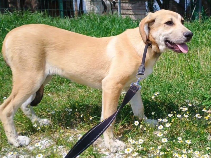 Angeliki geb. 12/2024 (GRC) - freundliche, verspielte und ausgeglichene Welpin!