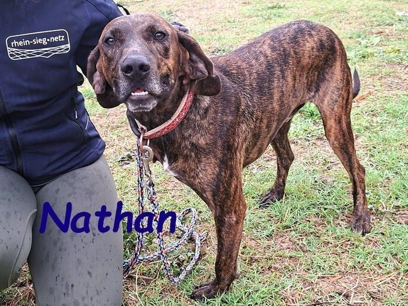 Nathan geb. 01/2022 (GRC) - verspielter, charmanter und wunderschöner Rüde!