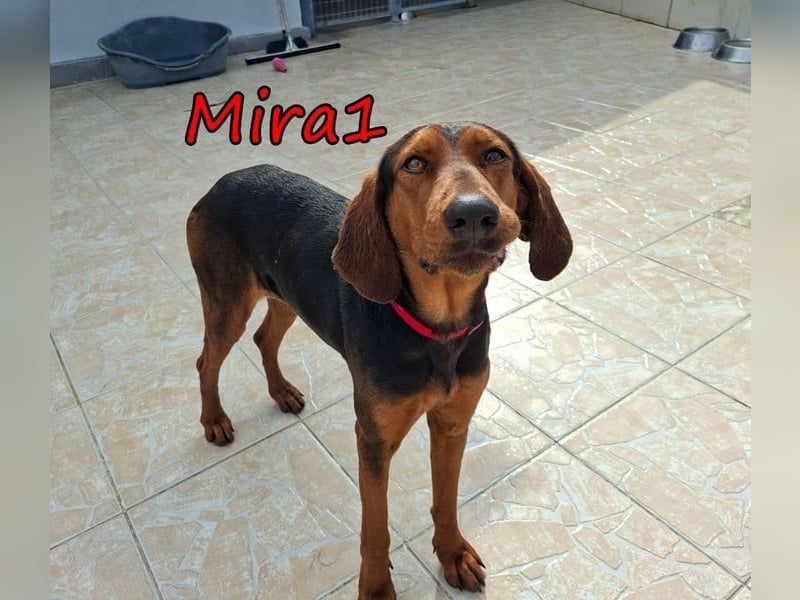 Mira1 geb. 08/2024 (GRC) - menschenbezogene Jagdhund-Mix Dame sucht ein Zuhause!