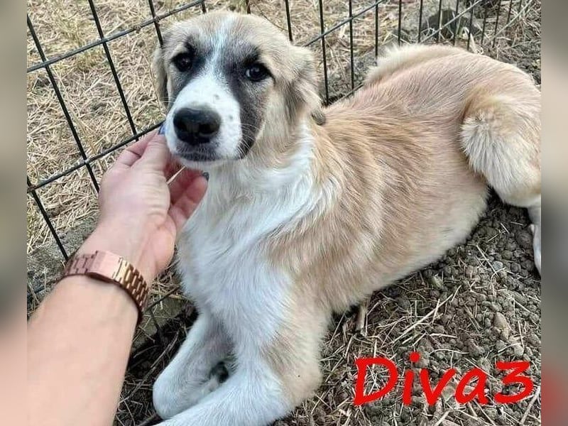 Diva3 geb. 07/2023 (GRC) - lebensfrohe, liebe und verspielte Junghündin!