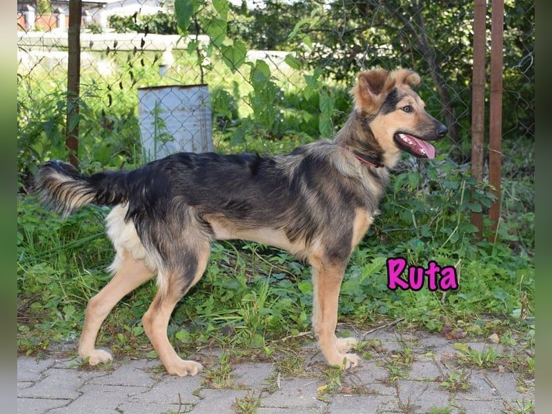 Ruta geb. 01/2025 - gehorsame und fröhliche, wunderschöne Junghündin!