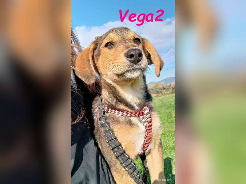 Vega2 geb. 08/2025 (GRC) - zärtliche und anhängliche Welpin!