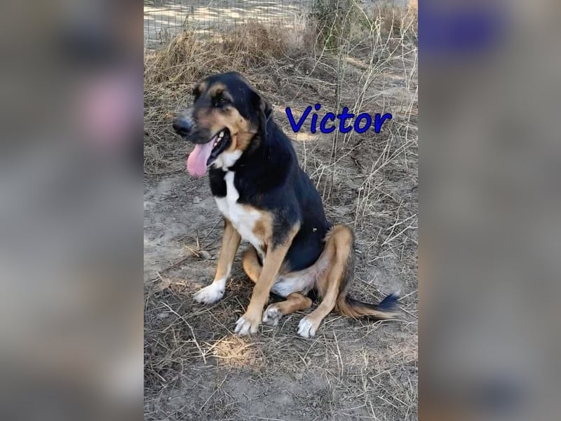 Victor geb. 07/2023 (GRC) - wunderschöner und menschenbezogener Junghund!