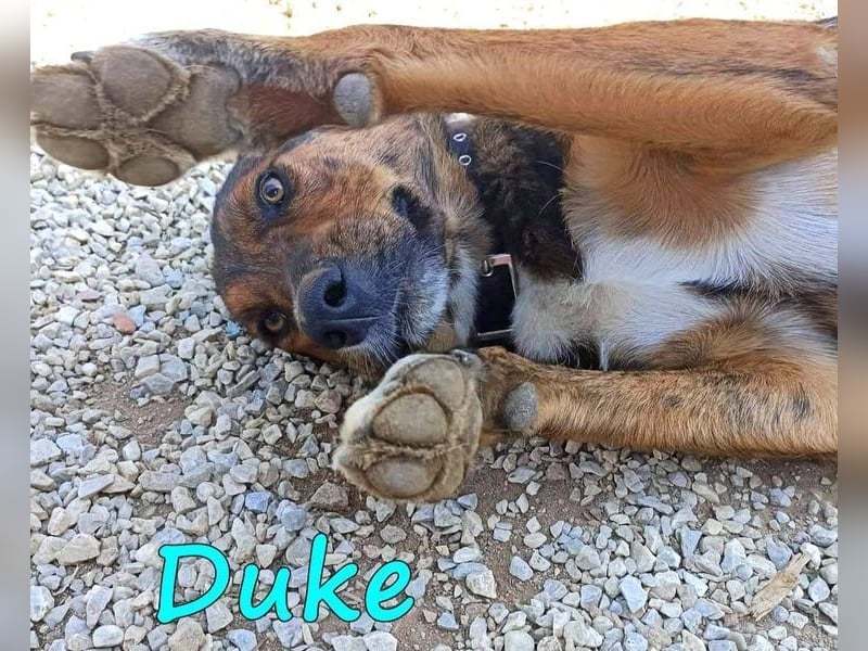 Duke geb. 02/2021 (GRC) - sensibler Rüde möchte endlich das Tierheim verlassen!