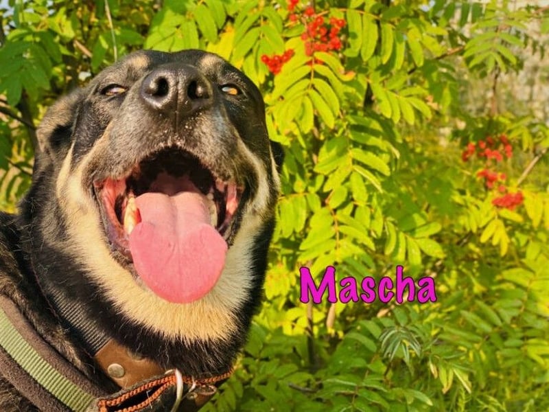 Mascha geb. 11/2016 - genügsame, brave und unglaublich verschmuste Hündin!