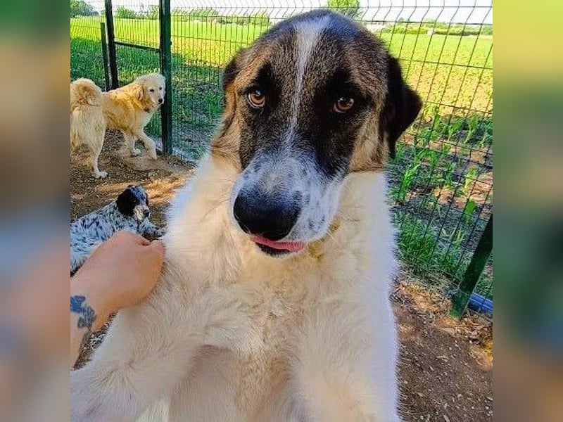 Felix geb. 02/2022 (GRC) - geselliger, verschmuster und freundlicher, junger Rüde!