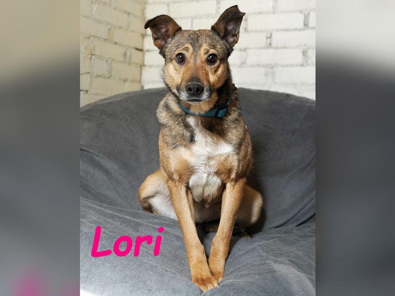 Lori geb. 01/2022 - treue, ruhige und unglaublich liebe Hündin!