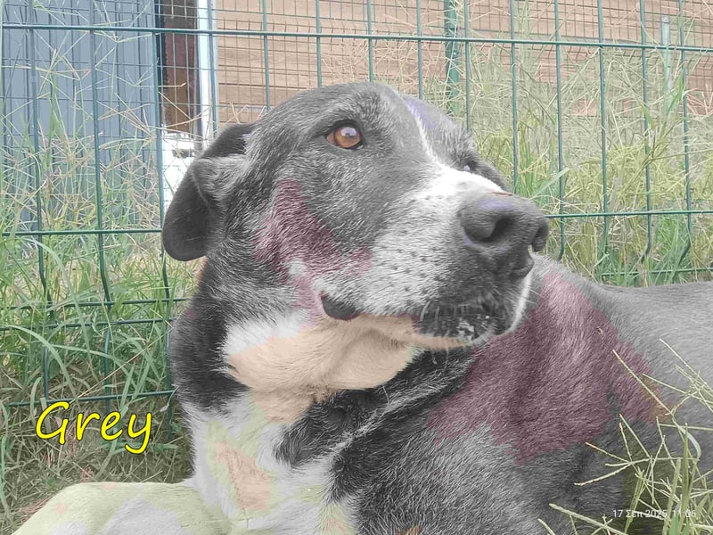 Grey geb. 11/2017 (GRC) - süßer und sensibler Opi mit einem großem Herz sucht ein warmes Zuhause!