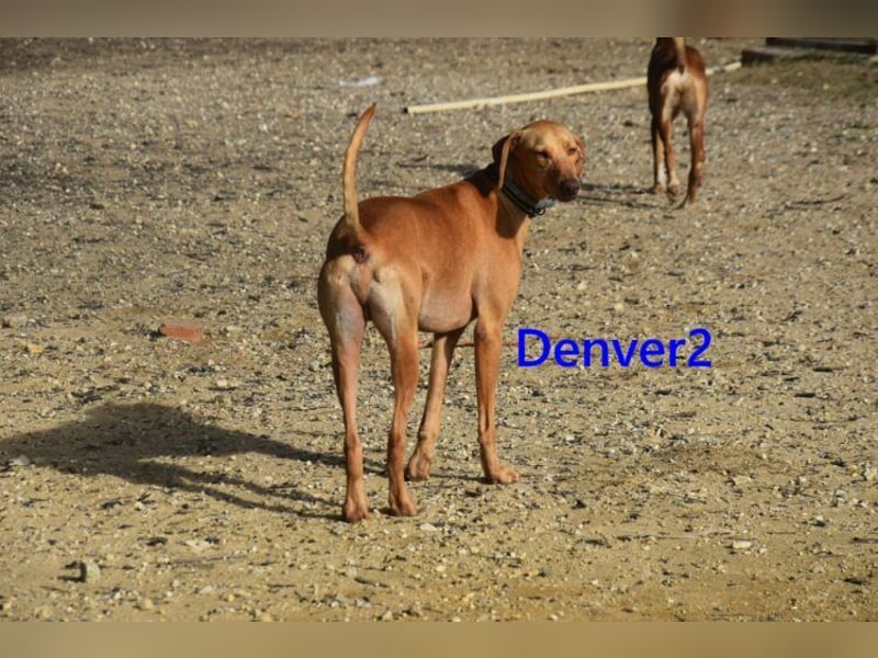 Denver2 geb. 02/2025 (ESP) - verspielter Viszla-Mix sucht Pflegestelle oder liebes Zuhause!
