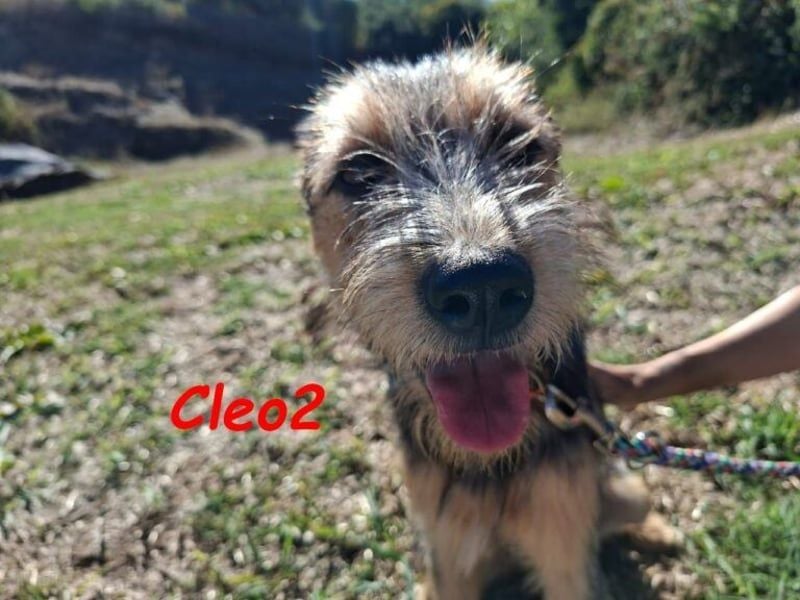 Cleo2 geb. 01/2025 (GRC) - freundliche Junghündin sucht ihr Körbchen!