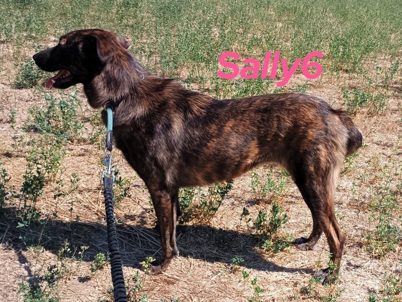 Sally6 geb. 2020 (GRC) - sanftmütige, ruhige und liebenswerte, wunderschöne Hündin!