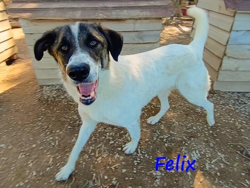 Felix geb. 02/2022 (GRC) - geselliger, verschmuster und freundlicher, junger Rüde! Felix geb. 02/2022 (GRC) - geselliger, verschmuster und freundlicher, junger Rüde!