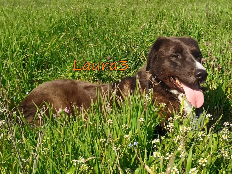 Laura3 geb. 06/2019 (GRC) - schüchterne Schönheit wünscht sich ein ruhiges Zuhause!