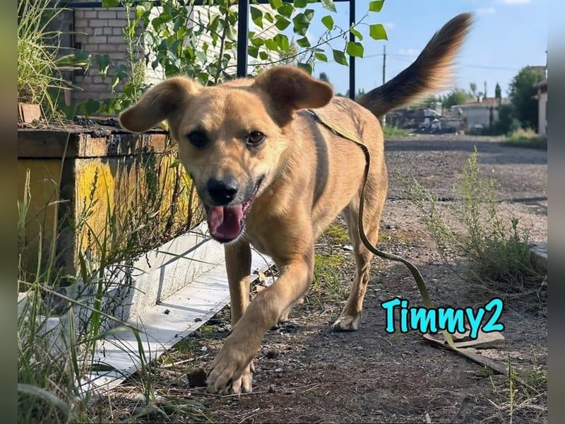 Timmy2 geb. 03/2023 - verspielter, aktiver und fröhlicher junger Rüde!