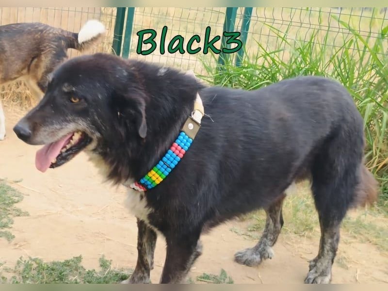 Black3♥️geb. 03/2019 (GRC) - sanfter, liebevoller und verschmuster Rüde!