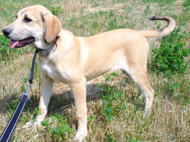 Angeliki geb. 12/2024 (GRC) - freundliche, verspielte und ausgeglichene Welpin!