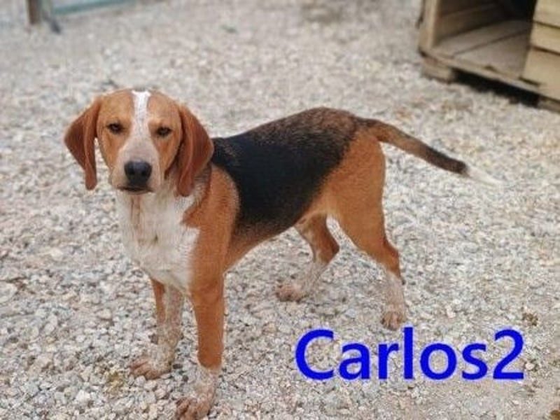 Carlos2 geb. 08/2025 (GRC) - neugieriger und aufgeschlossener, kleiner Welpe!