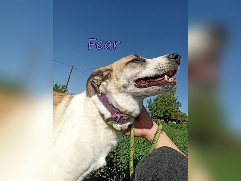 Fear geb. 09/2020 (GRC) Freundliche Hündin sucht Menschen mit Geduld und Liebe