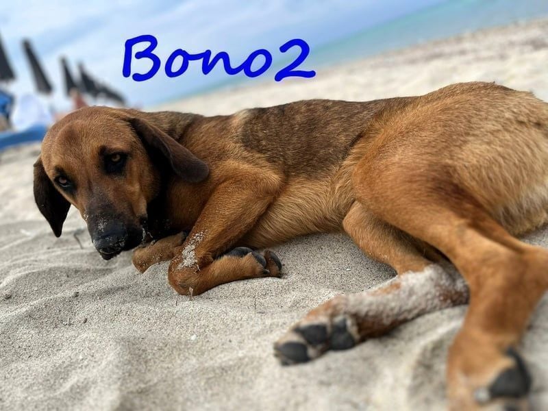 Bono2 geb. 10/2024 (GRC) - entspannter und menschenbezogener Junghund!