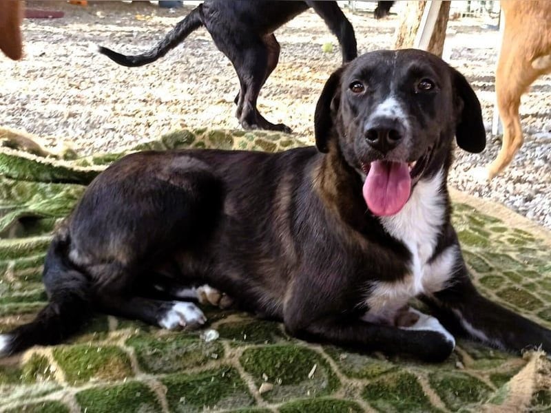 Laura3 geb. 06/2019 (GRC) - schüchterne Schönheit wünscht sich ein ruhiges Zuhause!