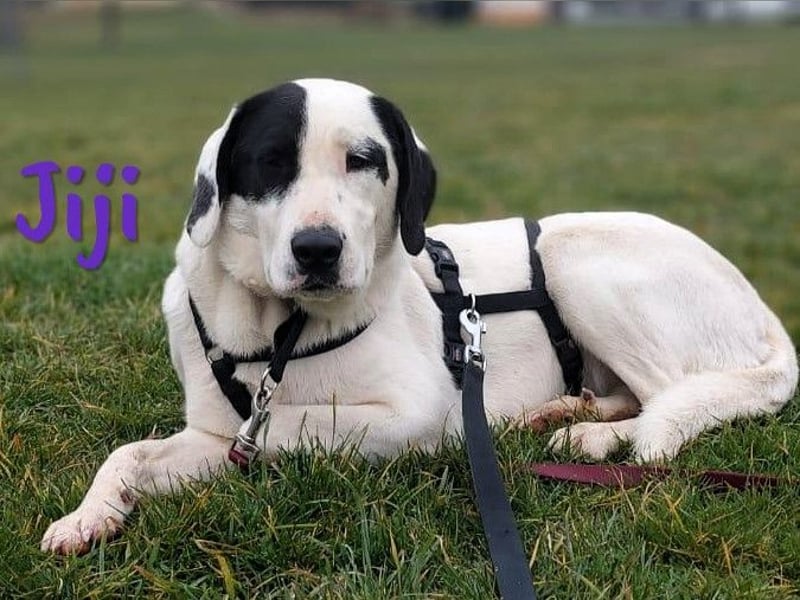 Jiji 07/2023 (in Deutschland) - ruhige und sanfte, wundervolle junge Hündin!