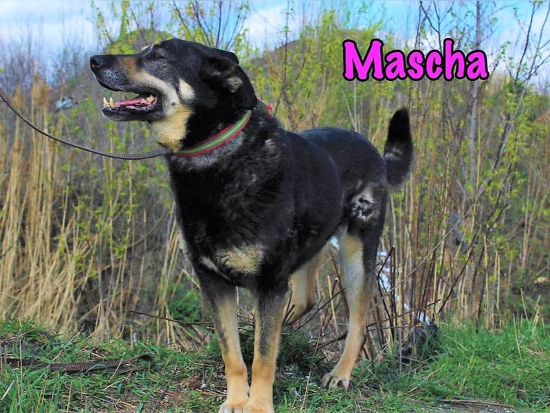 Mascha geb. 11/2016 - genügsame, brave und unglaublich verschmuste Hündin!