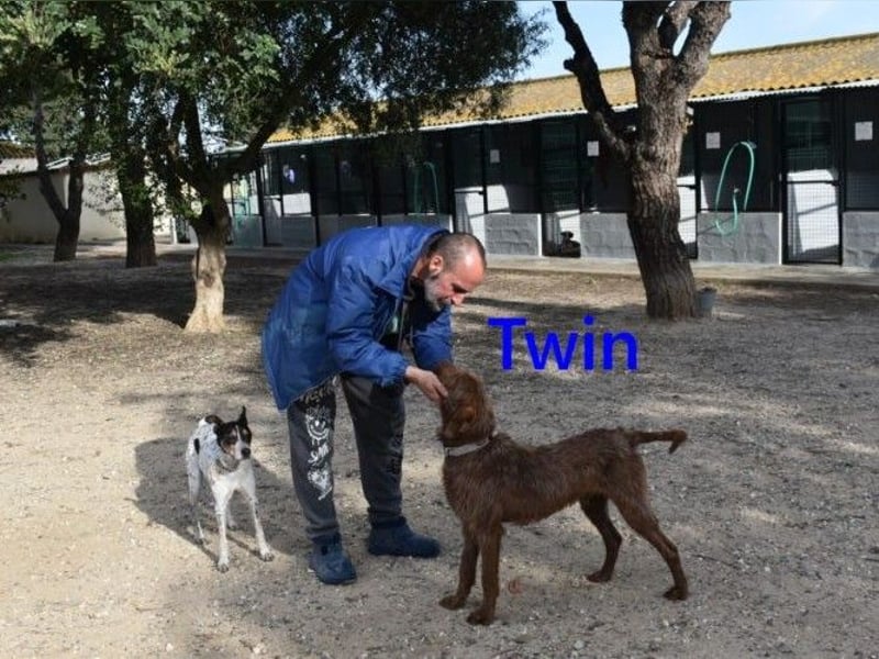 Twin geb. 01/2024 (ESP) - verschmuster und menschenbezogener Hundekumpel!