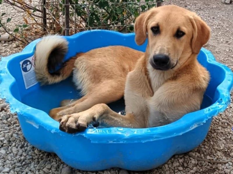 Petros3 geb. 12/2024 (GRC) - ausgeglichener, freundlicher und geselliger Welpe! Petros3 geb. 12/2024 (GRC) - ausgeglichener, freundlicher und geselliger Welpe!