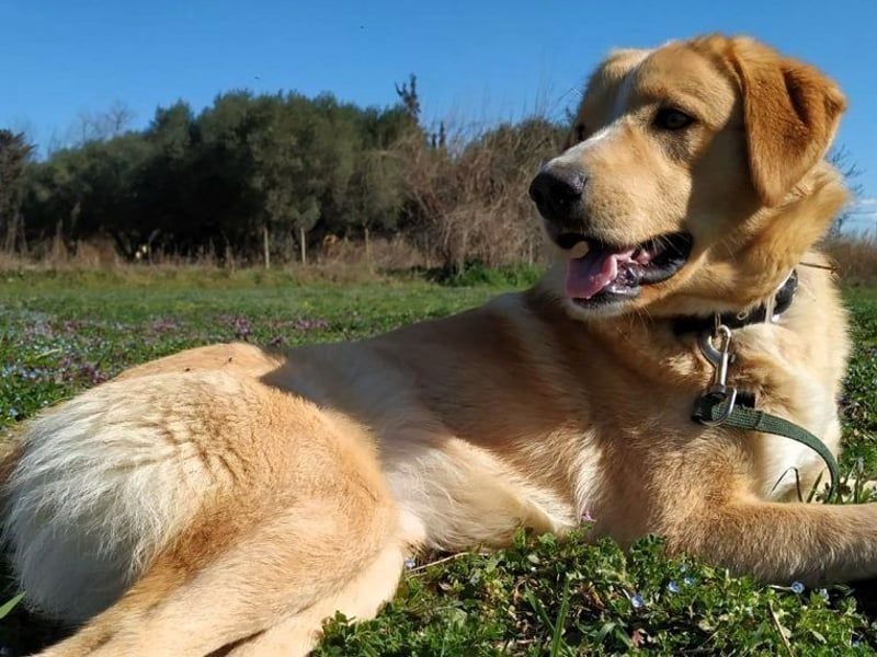 Xanthoulis geb. 01/2019 (GRC) - kluger, fröhlicher und menschenbezogener Rüde!