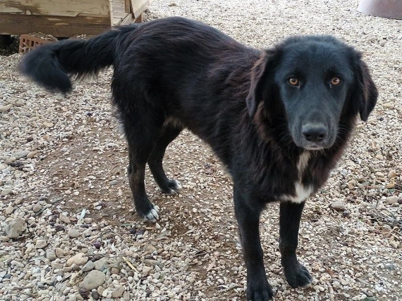 Rover geb. 04/2024 (GRC) - ruhiger, geselliger und liebenswerter Junghund!