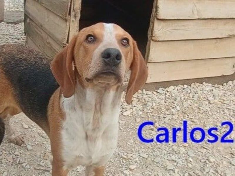 Carlos2 geb. 08/2025 (GRC) - neugieriger und aufgeschlossener, kleiner Welpe!