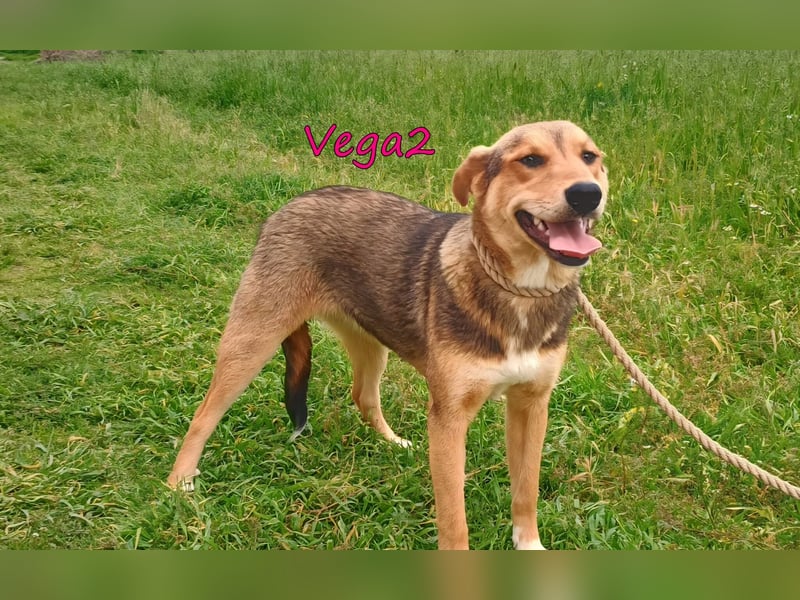 Vega2 geb. 08/2025 (GRC) - zärtliche und anhängliche Welpin!