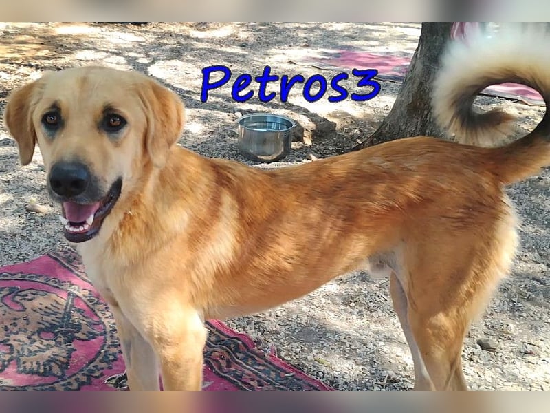 Petros3 geb. 12/2024 (GRC) - ausgeglichener, freundlicher und geselliger Junghund!