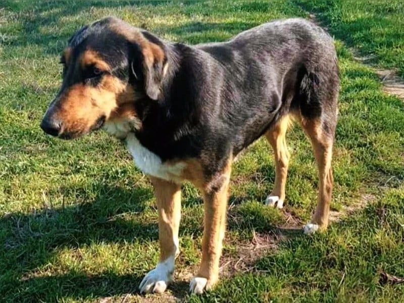 Victor geb. 07/2023 (GRC) - wunderschöner und menschenbezogener Junghund!