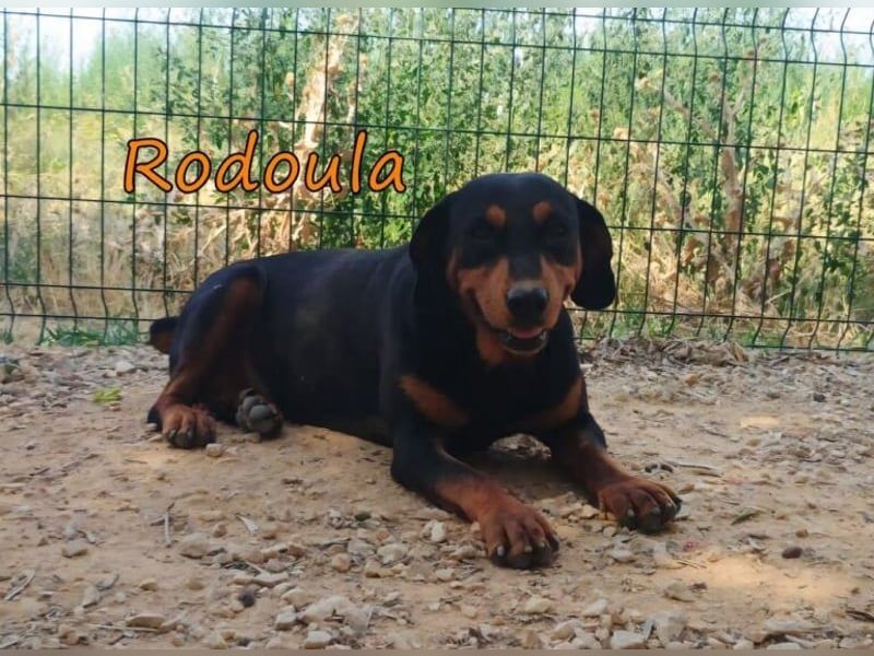 Rodoula geb. 01/2018 (GRC) - sehr ruhige und gelassene, süße und soziale Hündin!