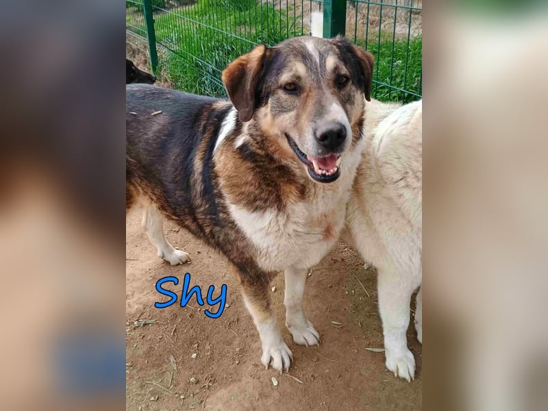 Shy geb. 08/2020 (GRC) Freundlicher und Zurückhaltender Rüde sucht seine Menschen