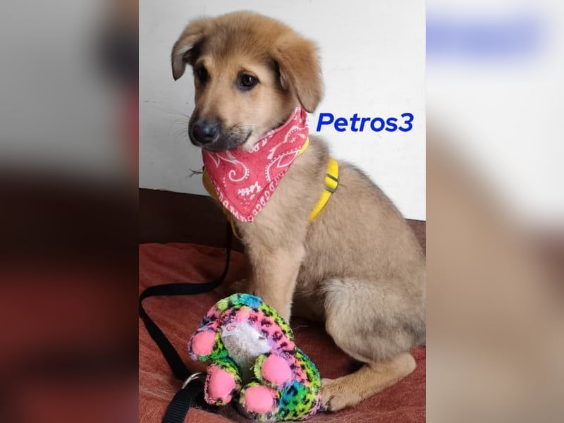 Petros3 geb. 12/2024 (GRC) - ausgeglichener, freundlicher und geselliger Welpe! Petros3 geb. 12/2024 (GRC) - ausgeglichener, freundlicher und geselliger Welpe!