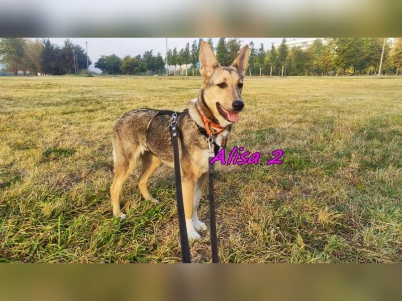 Alisa2 geb. 01/2022 (in Deutschland) - lebensfrohe und sensible Hündin!