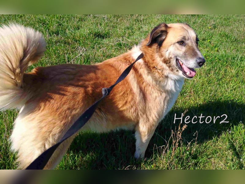 Hector2 geb. 08/2020 (GRC) - ruhiger und freundlicher Rüde wünscht sich eine liebe Familie!