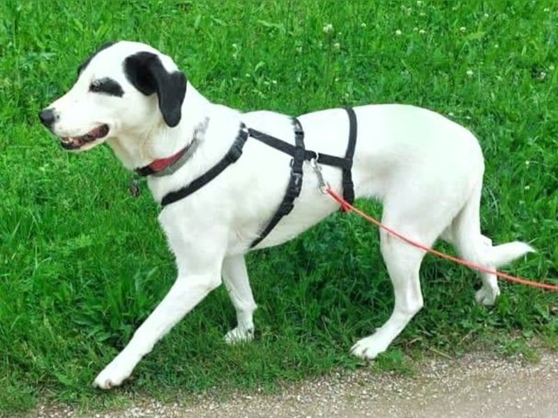 Jiji 07/2023 (in Deutschland) - ruhige und sanfte, wundervolle junge Hündin!