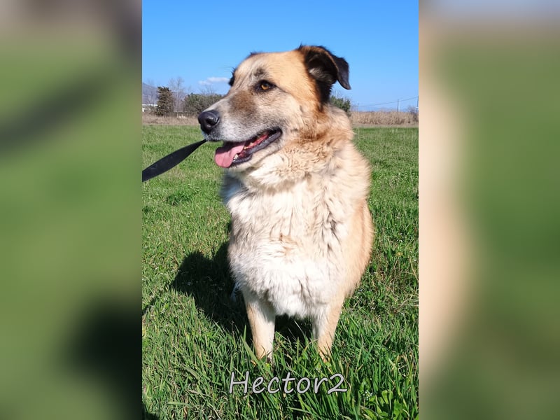 Hector2 geb. 08/2020 (GRC) - ruhiger und freundlicher Rüde wünscht sich eine liebe Familie!