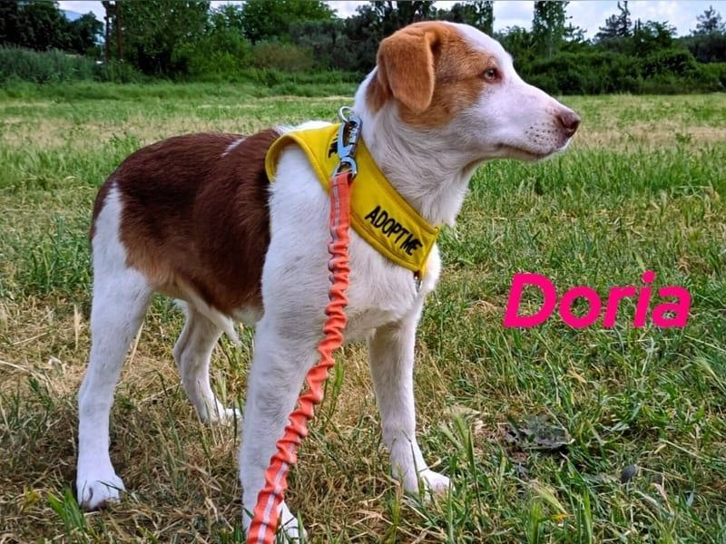 Doria geb. 12/2024 (GRC) - verspielte und verschmuste, kleine Welpin! Doria geb. 12/2024 (GRC) - verspielte und verschmuste, kleine Welpin!