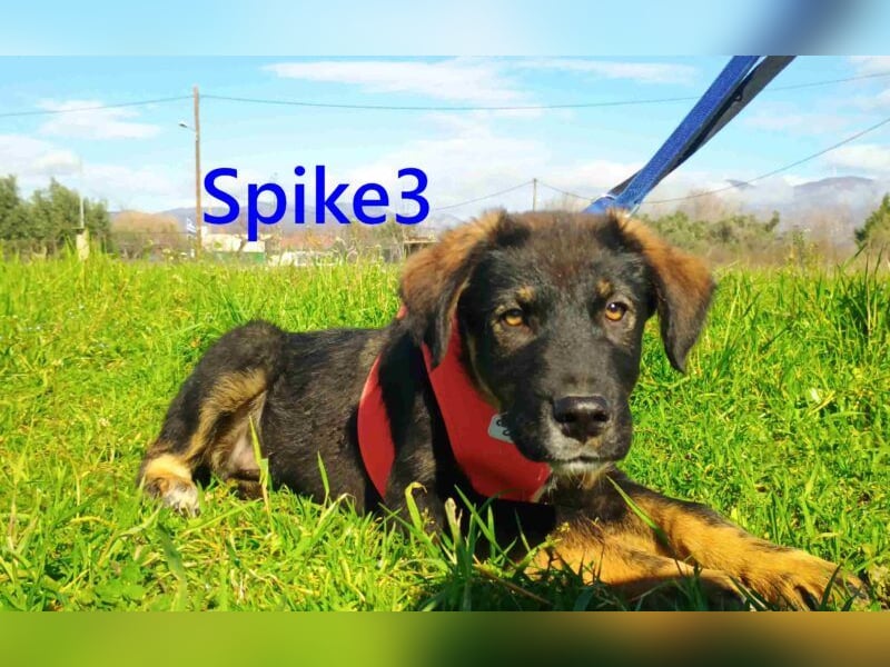 Spike3 geb. 11/2025 (GRC) - geselliges Hundebaby möchte in ein schönes Leben starten!