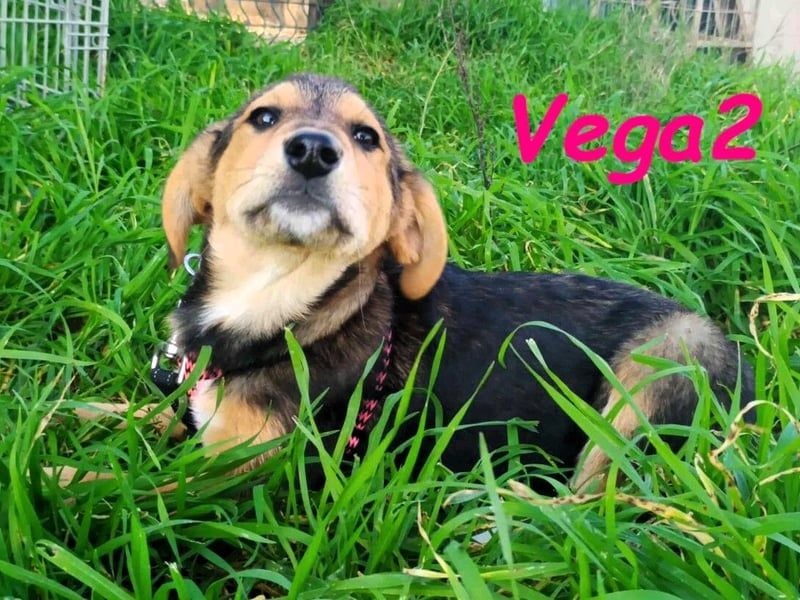 Vega2 geb. 08/2025 (GRC) - zärtliche und anhängliche Welpin!