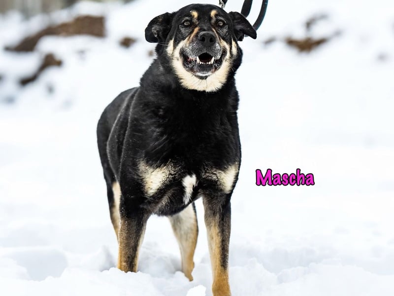 Mascha geb. 11/2016 - genügsame, brave und unglaublich verschmuste Hündin!