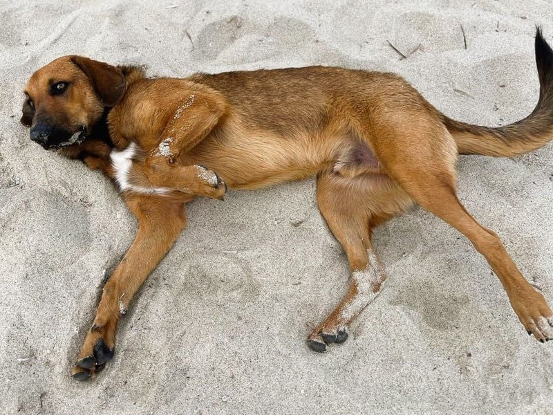 Bono2 geb. 10/2024 (GRC) - entspannter und menschenbezogener Junghund!