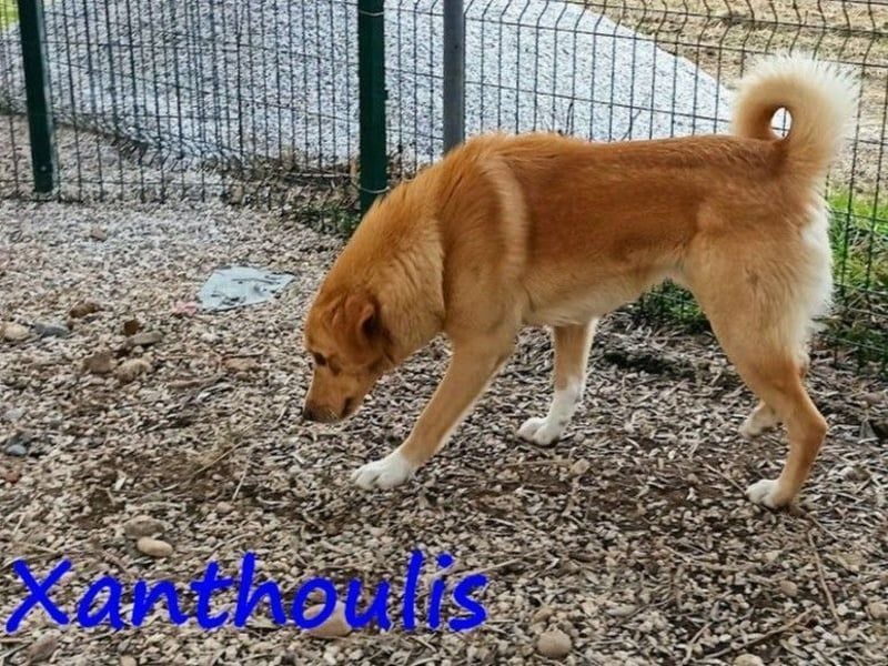 Xanthoulis geb. 01/2019 (GRC) - kluger, fröhlicher und menschenbezogener Rüde!