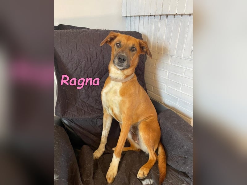 Ragna geb. 01/2025 (ESP) - gutgelaunte, freundliche Junghündin auf der Suche!